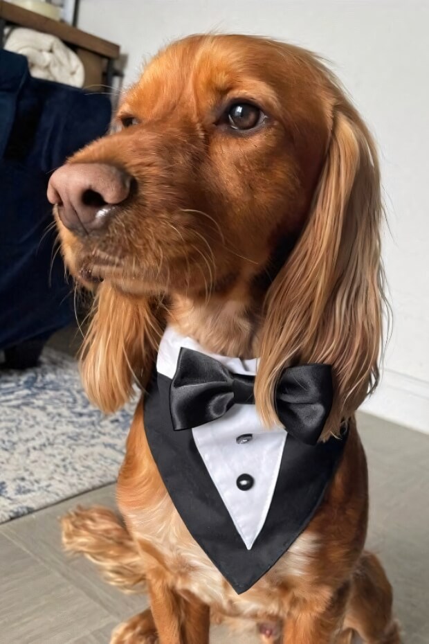 Brown cocker spaniel with black and white bow tie