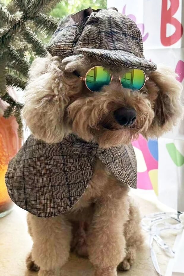 Brown Poodle in plaid hat, sunglasses, and cape