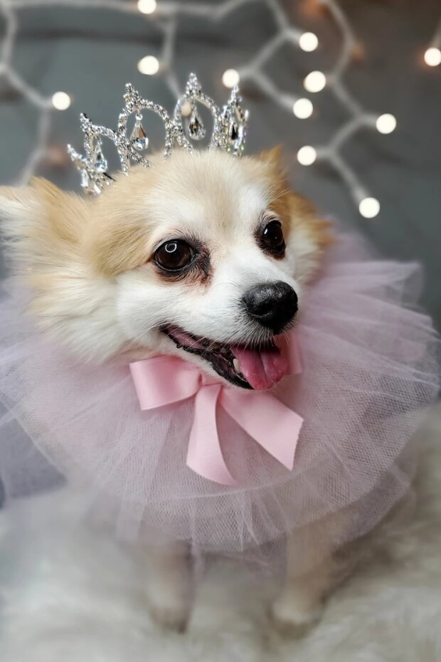 Chihuahua in pink tutu and tiara