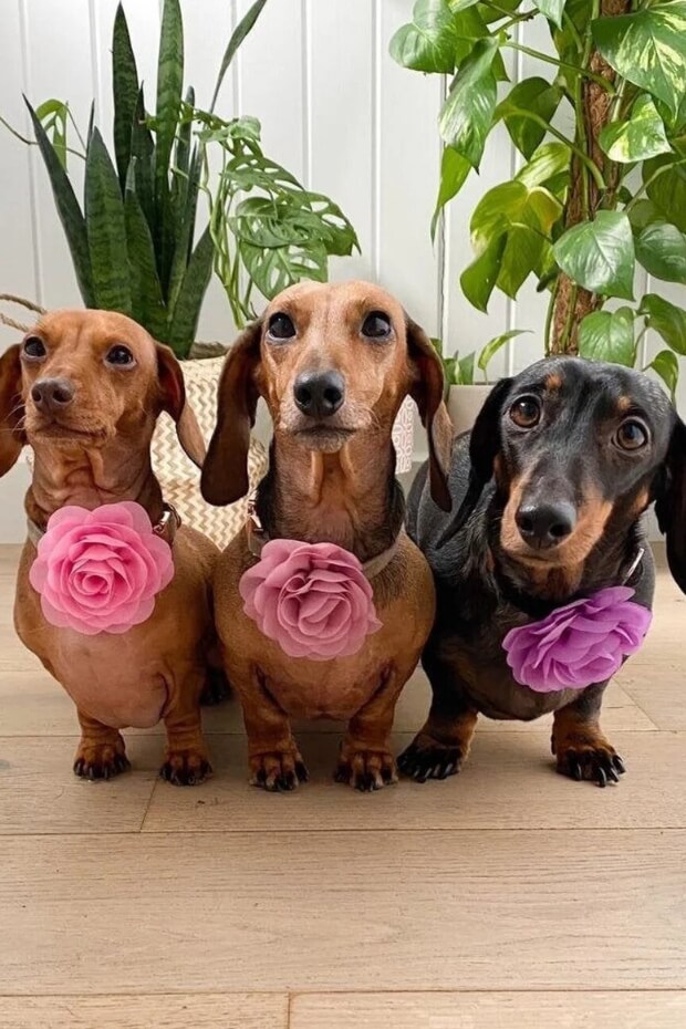 Three dachshunds in wedding attire with purple flowers