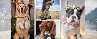 Get ready to say 'I do' to the most adorable doggy wedding outfits! From dresses to tuxedos, these 20 cutest dog wedding attire ideas will make your furry friend feel like royalty. And don't forget the crown or tiara! #dogweddingattire #cutestdogs #dogwedding