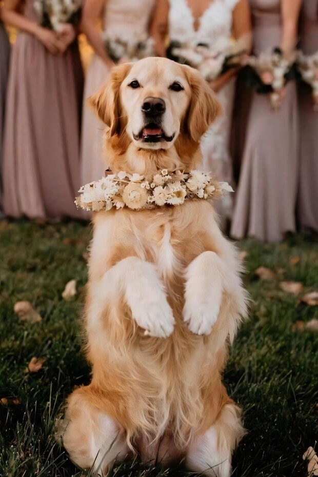 Golden retriever in wedding attire and floral collar