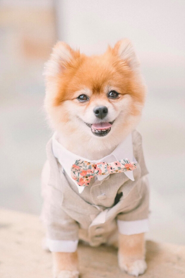 Pomeranian in light-colored shirt and patterned bow tie