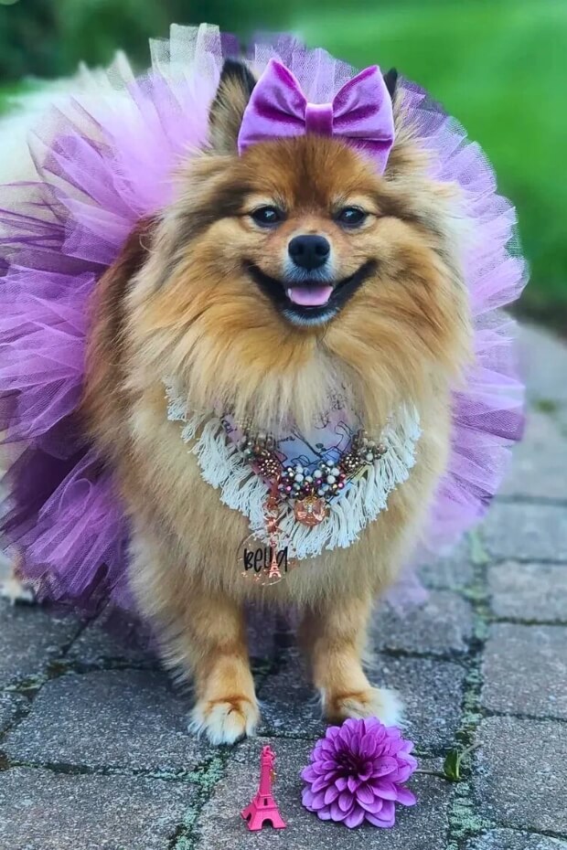 Pomeranian in purple tutu dress