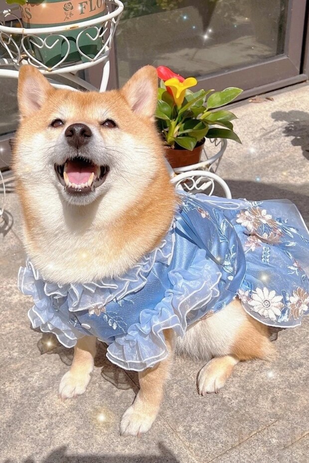 Shiba Inu in blue dress with white flowers