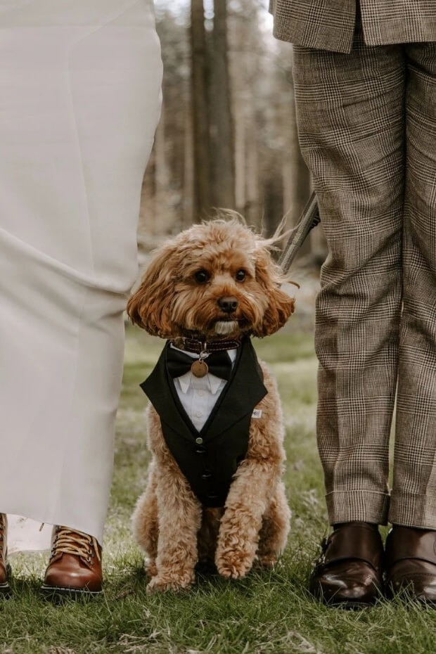 Small brown poodle in black vest and bow tie