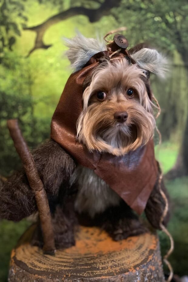 Small Yorkshire Terrier in brown and tan outfit