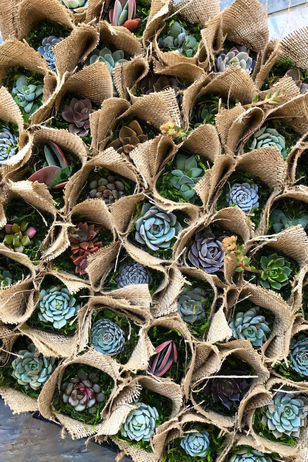 Succulent plants in burlap bags