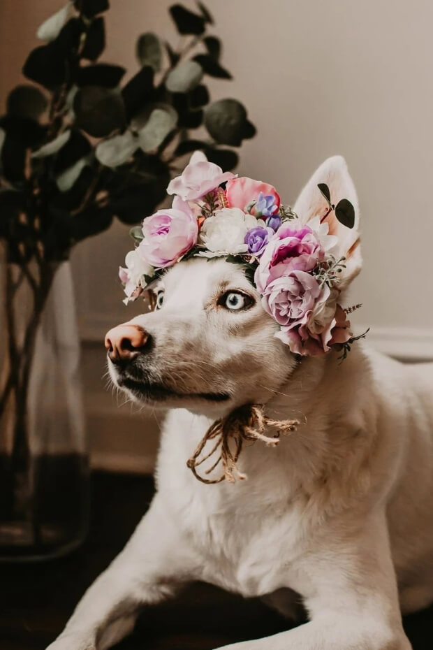 White dog in floral crown on wooden floor
