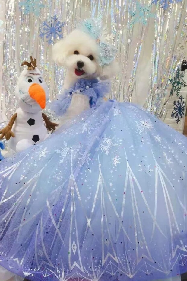 Small white Poodle in blue and silver dress