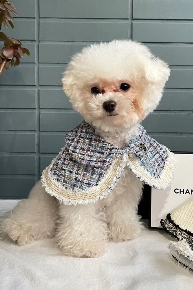 Small white Poodle in blue and white plaid sweater
