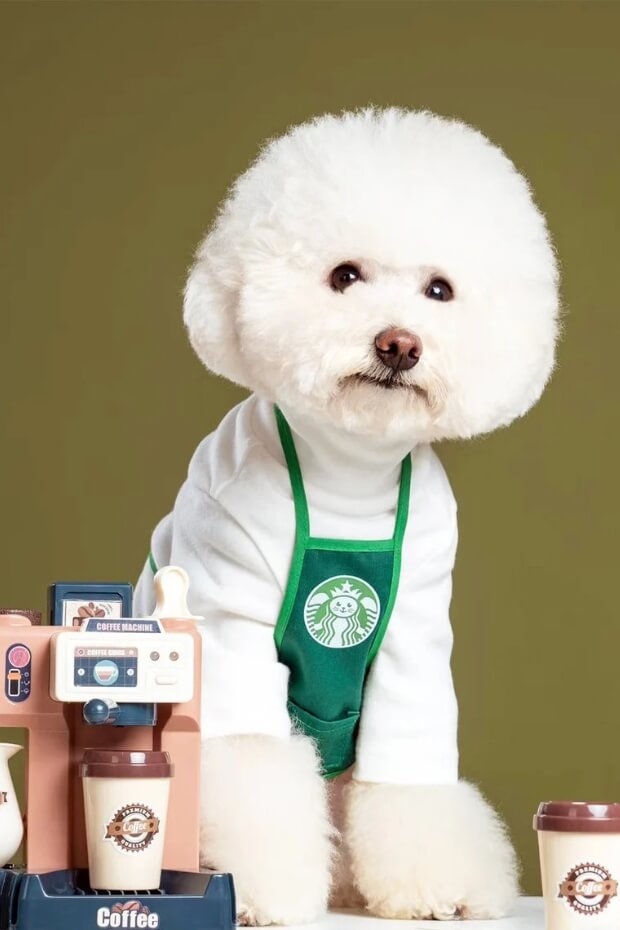 White poodle in green apron with Starbucks logo