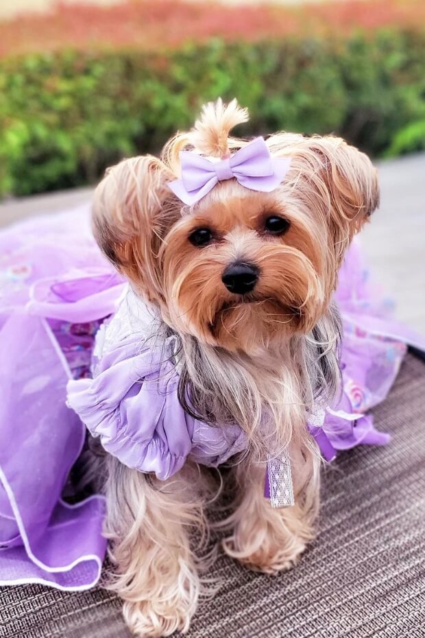 Yorkshire Terrier in purple wedding dress